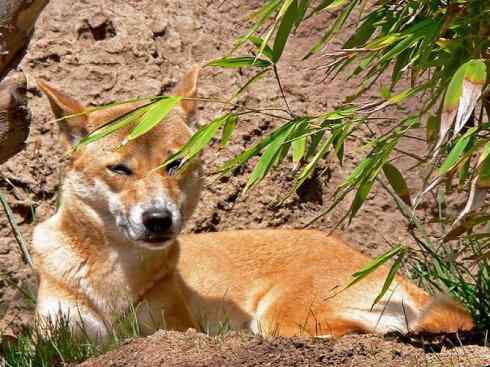 犬科：犬亚科犬属之澳洲野犬、歌唱犬、家犬