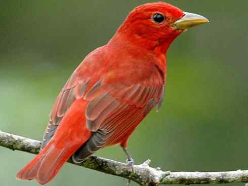 极品红色鸟类:玫红比蓝雀 极品红色鸟类:玫红比蓝雀