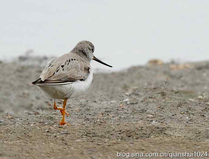 来去匆匆翘嘴鹬