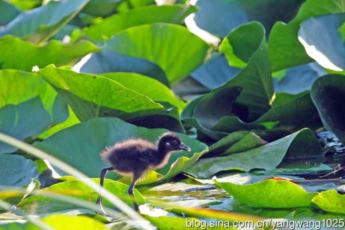 白胸苦恶鸟宝宝出窝了(2) 白胸苦恶鸟宝宝出窝了(2)