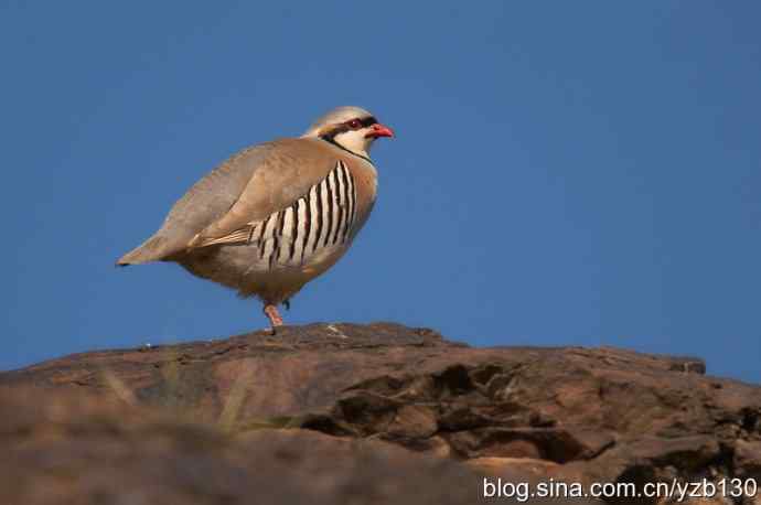 搂草打兔子（组图，15张图片）