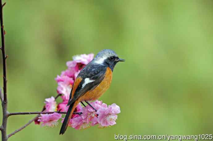 雄性北红尾鸲（25）