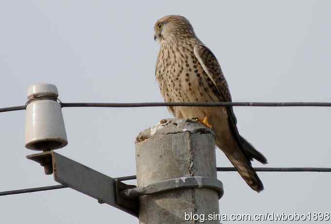 初冬北戴河观鸟