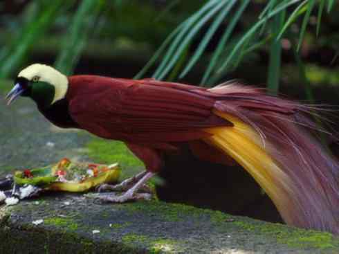 美丽无罪：雀鸟之极乐鸟