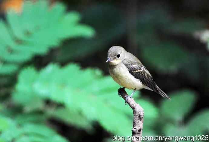 雌性白眉姬鹟（6）