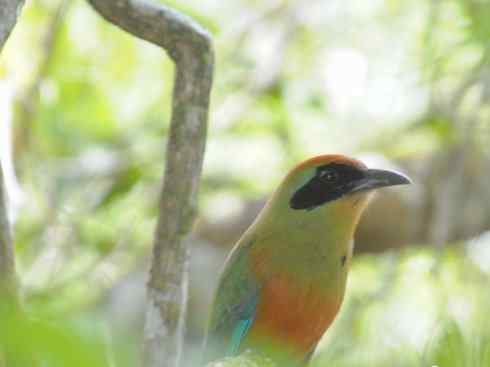 绝色攀禽：佛法僧目之翠鴗2