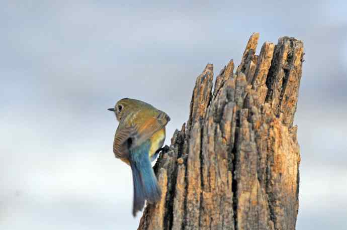 雌性红胁蓝尾鸲(24)