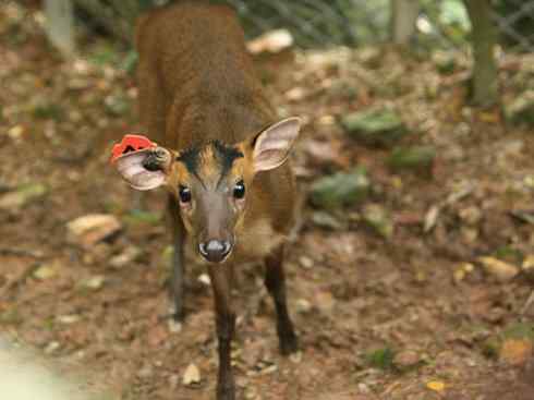 麒麟：传说的兽原型探秘（麂）