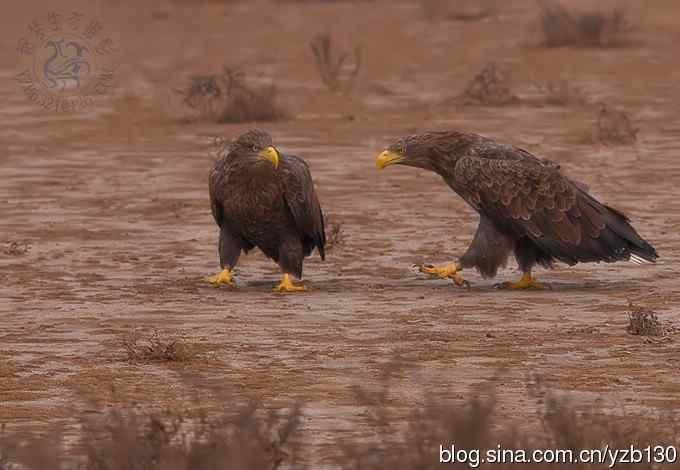 难忘断背山（组图，一个视频，20张图片）