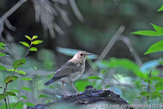 蓝歌鸲（亚成鸟）