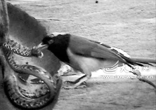 红嘴蓝鹊妈妈悲痛杀蛇 为子复仇