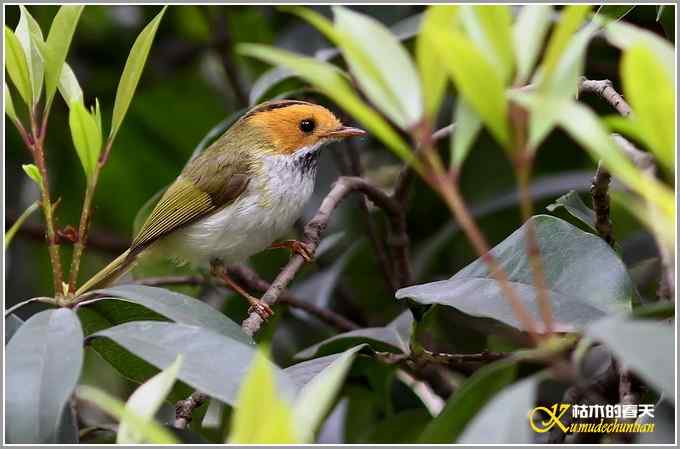 蓝鹀&bull;方尾鶲&bull;柳莺&bull;棕脸鶲莺&bull;戴胜【照片】