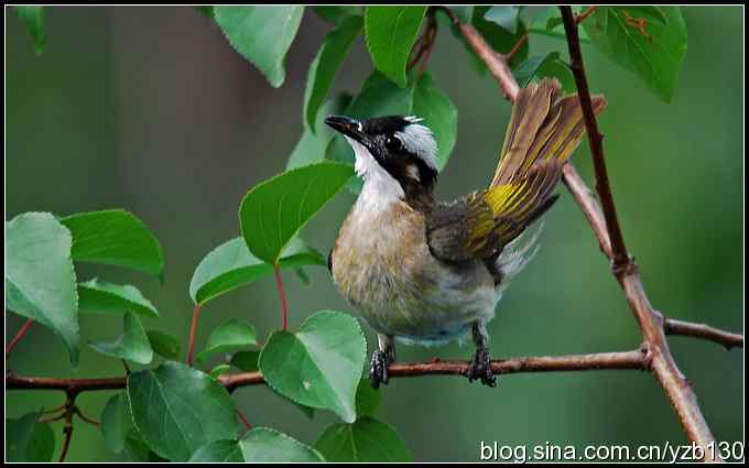 金海湖的鸟（2）——白头翁（组图）