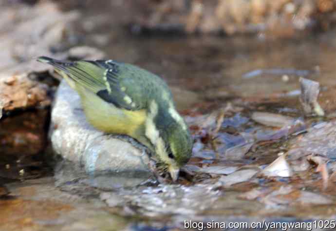 北京植物园的鸟类——溪流冬浴