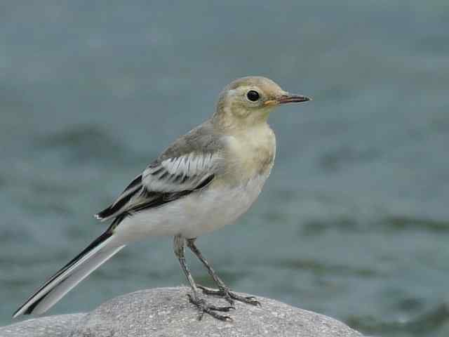 蒲洼围剿蓝矶鸫