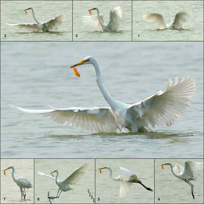 白鹭捕红鱼 白鹭捕红鱼