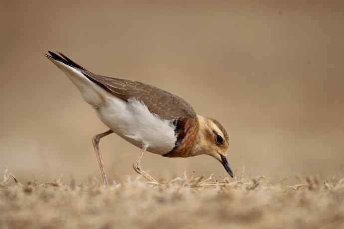 【春天的消息】（最先来到北京的迁徙排头兵---东方鸻）