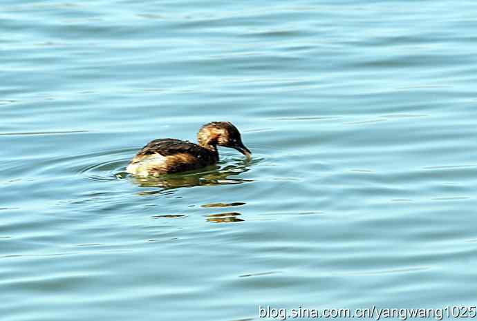 颐和园的收获（潜鸟）