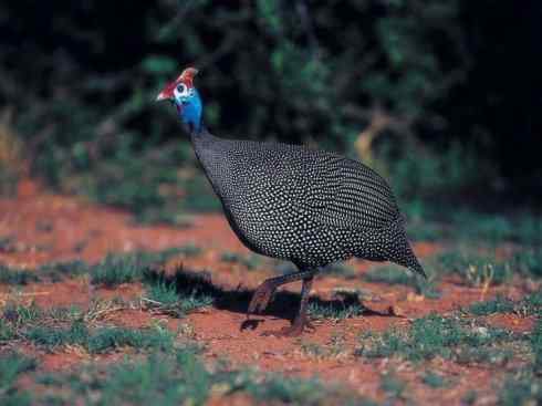 奇特的盔:盔珠鸡