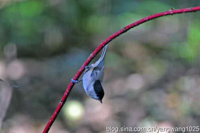 北京天坛公园的鸟类——沼泽山雀（1）