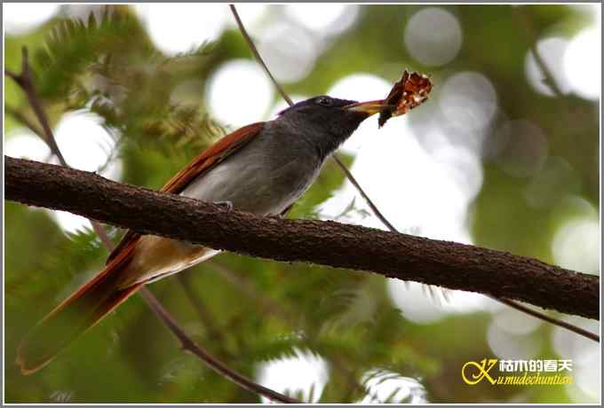 再拍寿带鸟【照片】 再拍寿带鸟【照片】