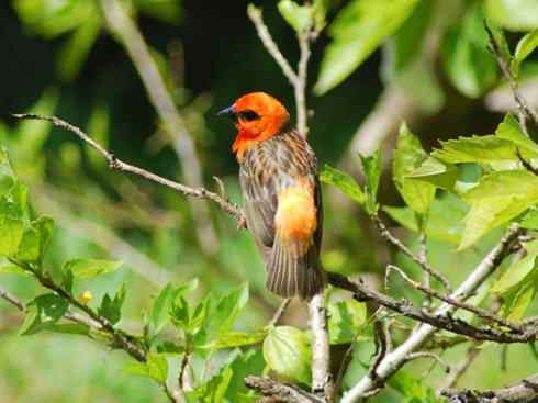 极品红色鸟类：红艳织雀