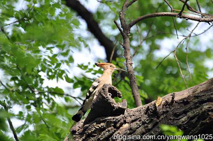 北京天坛公园的鸟类——父母的艰辛、儿女的期盼