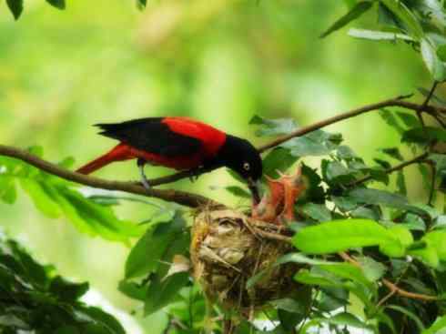 美丽无罪:雀鸟之朱鹂 美丽无罪:雀鸟之朱鹂