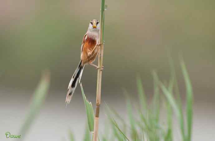 震旦鸦雀:芦野中的超然隐士* 震旦鸦雀:芦野中的超然隐士*