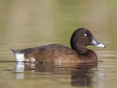 欣赏：美丽的潜鸭