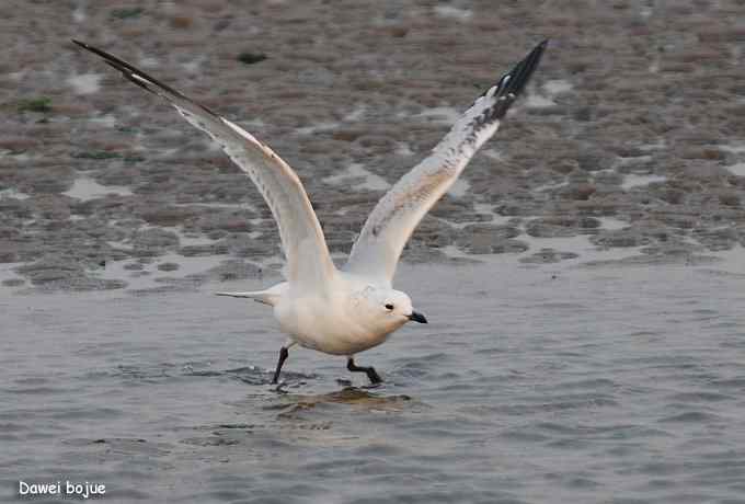 一级珍鸟：遗鸥