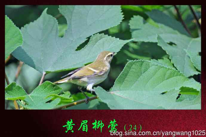 黄眉柳莺（24）