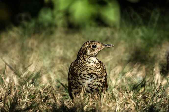 终于在阳光下拍到虎斑地鸫
