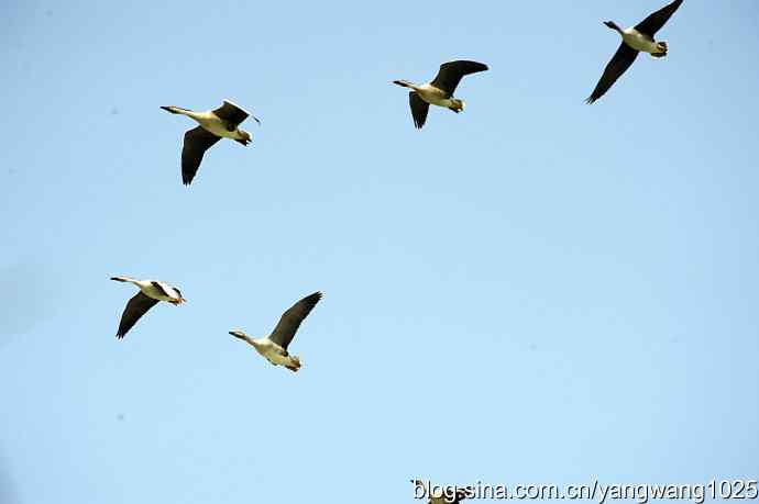 上庄水库的收获（鸿雁）1