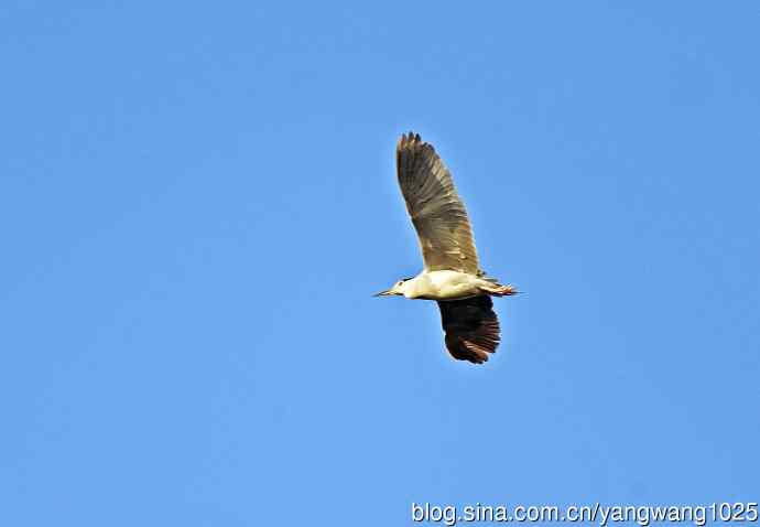 北京动物园的鸟类——飞（夜鹭）83