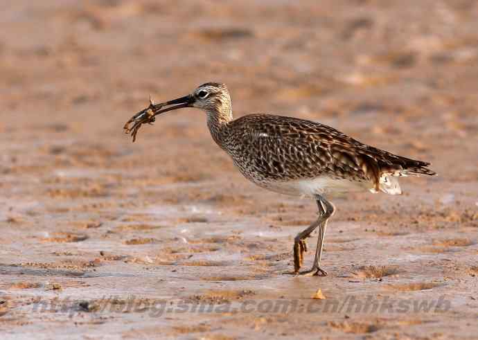 飞雁滩拍鸟 多种水鸟和白头翁