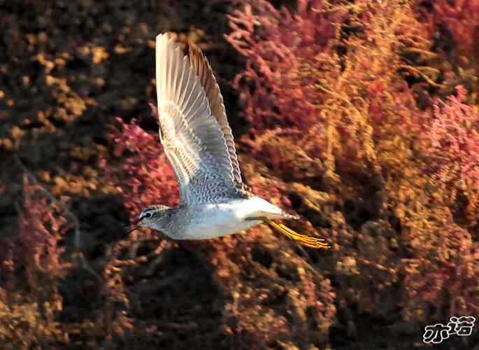 河北乐亭 wbr路 wbr林鷸 河北乐亭 wbr路 wbr林鷸