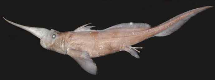 鱼类活化石：长吻银鲛