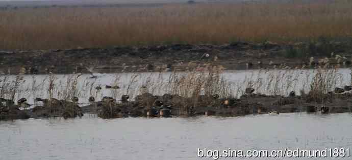 崇明东滩湿地公园观鸟记