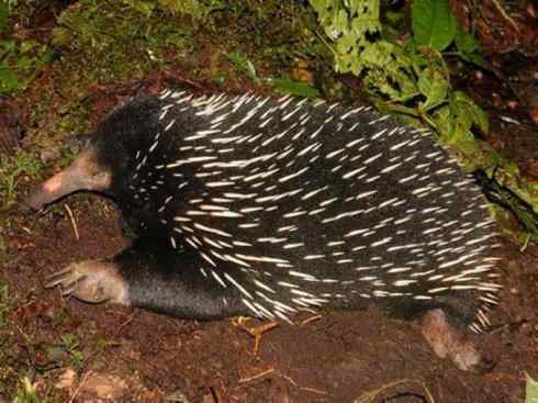 动物世界:山寨还是原创之三 动物世界:山寨还是原创之三