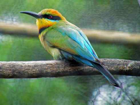 绝色攀禽：佛法僧目之蜂虎3