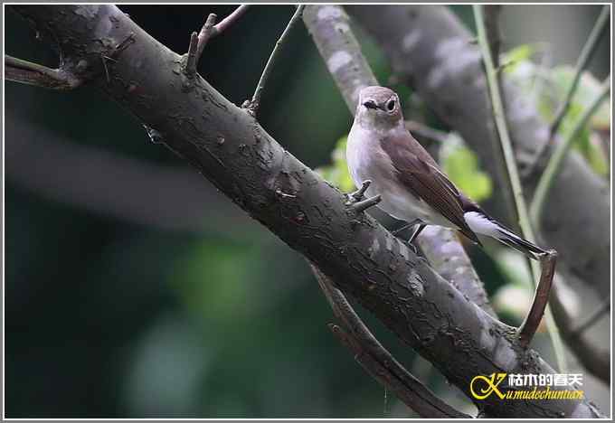 秋风冷雨拍红头【照片】 秋风冷雨拍红头【照片】