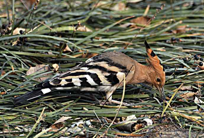 戴胜 wbr2 戴胜 wbr2