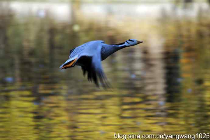鸳鸯、斑头雁（抓拍）