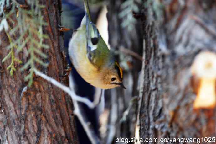 戴菊鸟(12) 戴菊鸟(12)