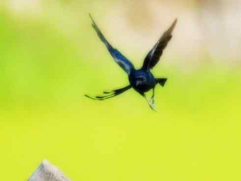 雀鸟也彪悍：黑侠（黑卷尾）