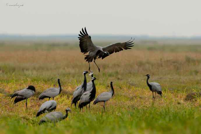 达里诺尔邂逅超大群蓑羽鹤