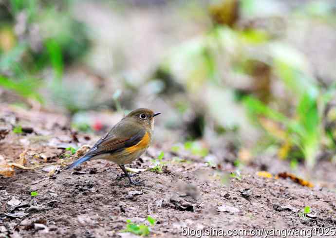 雌性红胁蓝尾鸲（3）