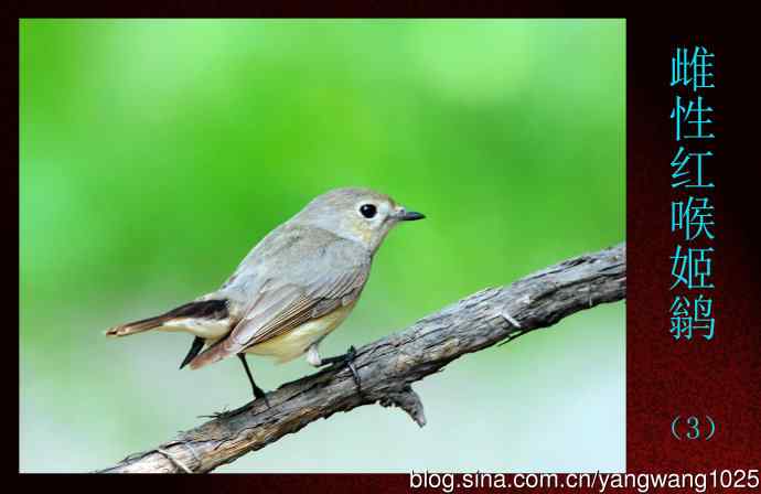 雌性红喉姬鹟（3）
