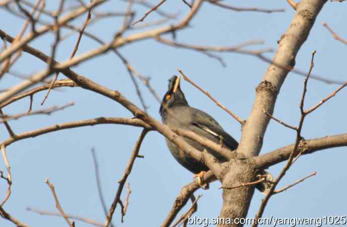 谁爱吃柿子？（八哥）